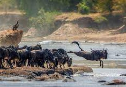 8-Day Northern Serengeti Wildebeest Migration Safari