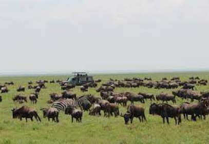 7-Day Tanzania Ndutu Wildebeest Migration Safari
