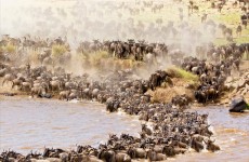 3 Days Tanzania Great Migration Safari from Zanzibar