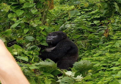4 Days Uganda Gorilla Trekking