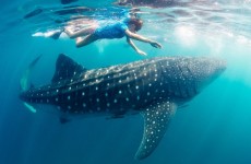 1-Day With Whale Shark