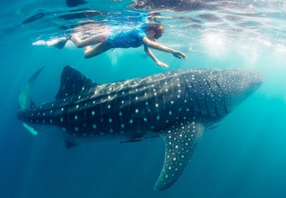 1-Day With Whale Shark