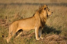 4-Day Ultimate Tanzania Safari Tour