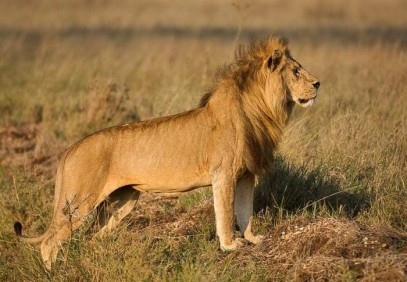 4-Day Ultimate Tanzania Safari Tour