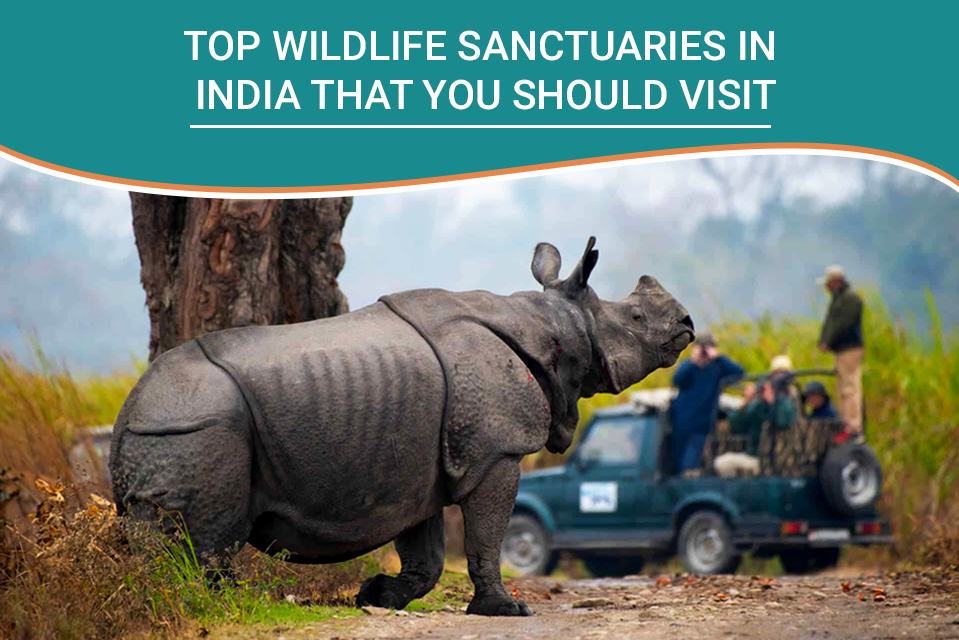 Top Wildlife Sanctuaries in India That You Should Visit