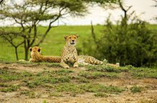 2 Days Northern Tanzania Safari