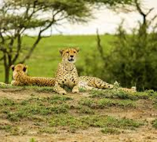 2 Days Northern Tanzania Safari