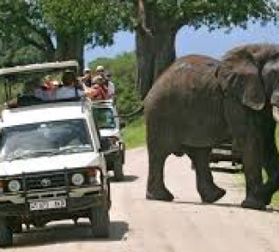3 Days Northern Tanzania Shining Safari