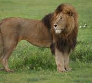 5 Days Northern Tanzania Big 5 Safari