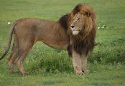 5 Days Northern Tanzania Big 5 Safari