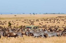 6 Days Serengeti Migration Safari