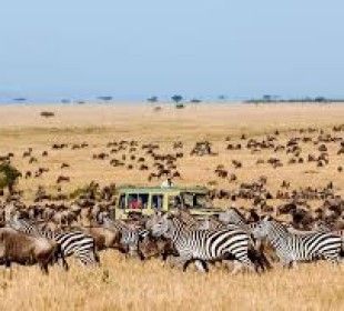6 Days Serengeti Migration Safari