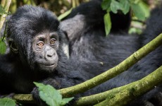 9 Days Uganda Safari Gorillas & Wildlife Special