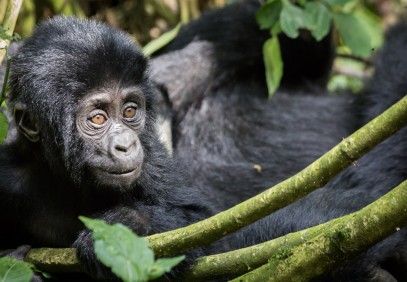 9 Days Uganda Safari Gorillas & Wildlife Special