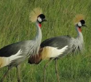 7 Days Best of Northern Tanzania Safari