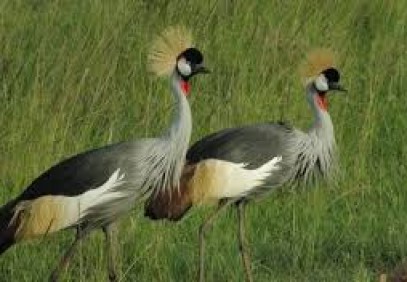 7 Days Best of Northern Tanzania Safari