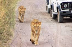 4 Days Northern Tanzania Classic Safari