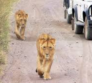 4 Days Northern Tanzania Classic Safari