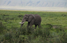 2 Days Taste of Tanzania Safari – Tarangire and Ngorongoro