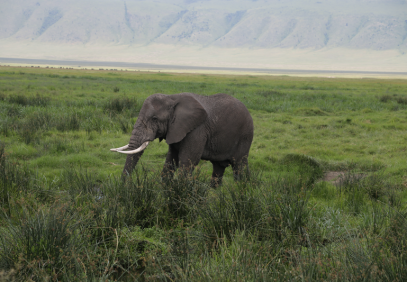 2 Days Taste of Tanzania Safari – Tarangire and Ngorongoro