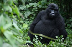 7 Days Wildlife and Gorilla Safari