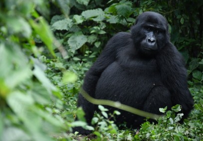 7 Days Wildlife and Gorilla Safari