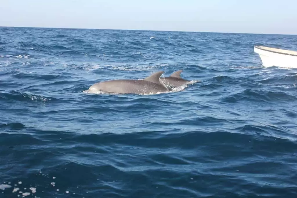 Dolphin Safari
