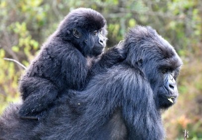 4 Days Gorilla Flying Safari