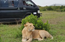 6-Day Masai Mara, Lake Nakuru, Amboseli Safari