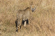 7-Day Kenyan National Parks Safari