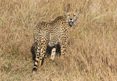 7-Day Kenyan National Parks Safari