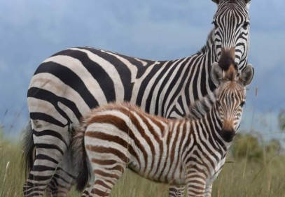 4 Days Tanzania Camping Safari