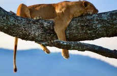 3 Days Ngorongoro, Tarangire and Lake Manyara National Park