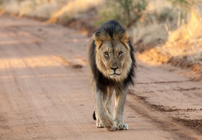 Exclusive Photo Safari April 2022