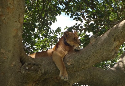 12 Days The Best of Uganda