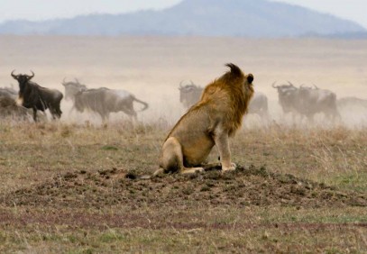 8 Days Tanzania Private Safari Holiday Experience