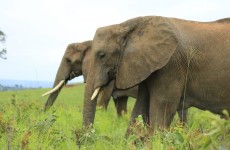 7-Day Uganda Gorilla Trekking Safari