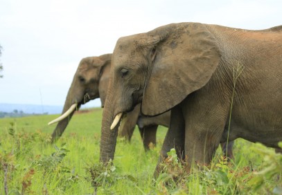 7-Day Uganda Gorilla Trekking Safari