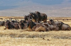 8-Day Migration Calving Season
