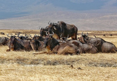 8-Day Migration Calving Season