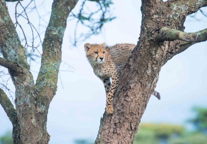 6 Days Tanzania Classic Safari