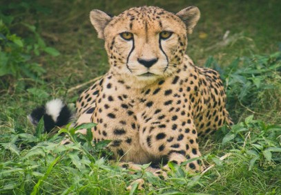 The Best 5 Days Tanzania Private Safari: Serengeti, Ngorongoro Crater, Lake Manyara, & Tarangire
