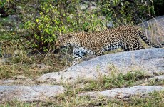 3 Days Tanzania Serengeti & Ngorongoro Crater Safari