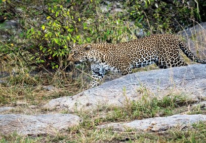 3 Days Tanzania Serengeti & Ngorongoro Crater Safari