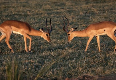 2 Days Tanzania Lake Manyara & Ngorongoro Crater Safari