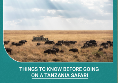 Things to Know Before Going on a Tanzania Safari