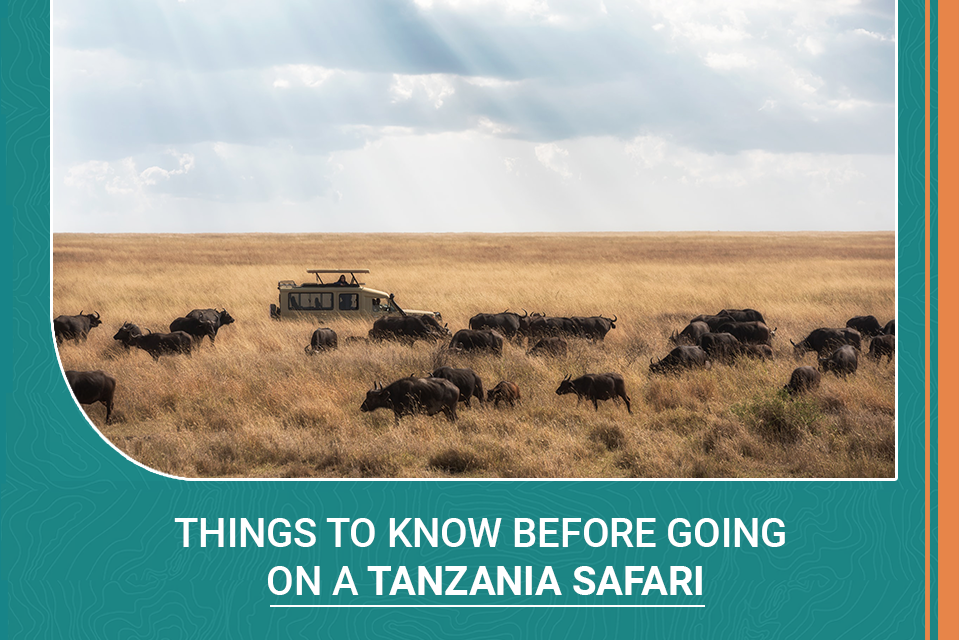 Things to Know Before Going on a Tanzania Safari