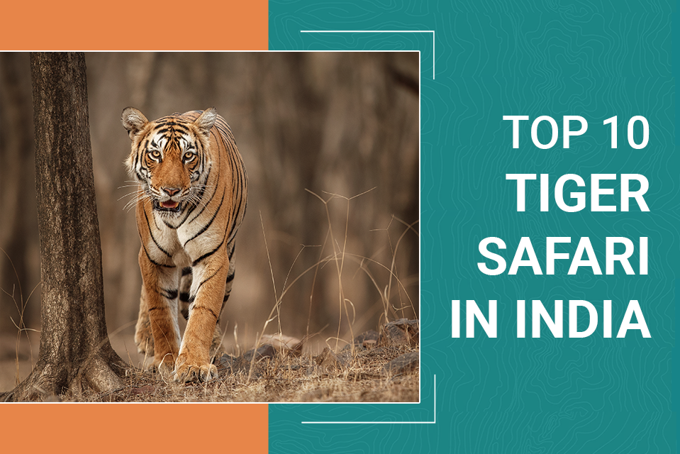 Top 10 Tiger Safari in India