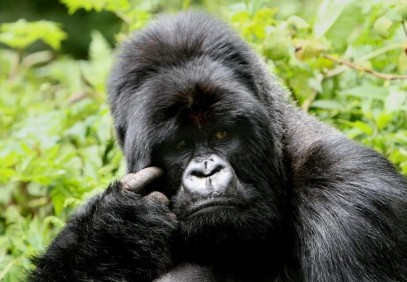 5 Days Gorillas and Wildlife Safari