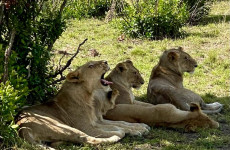 4-Day Tanzania Budget Safari